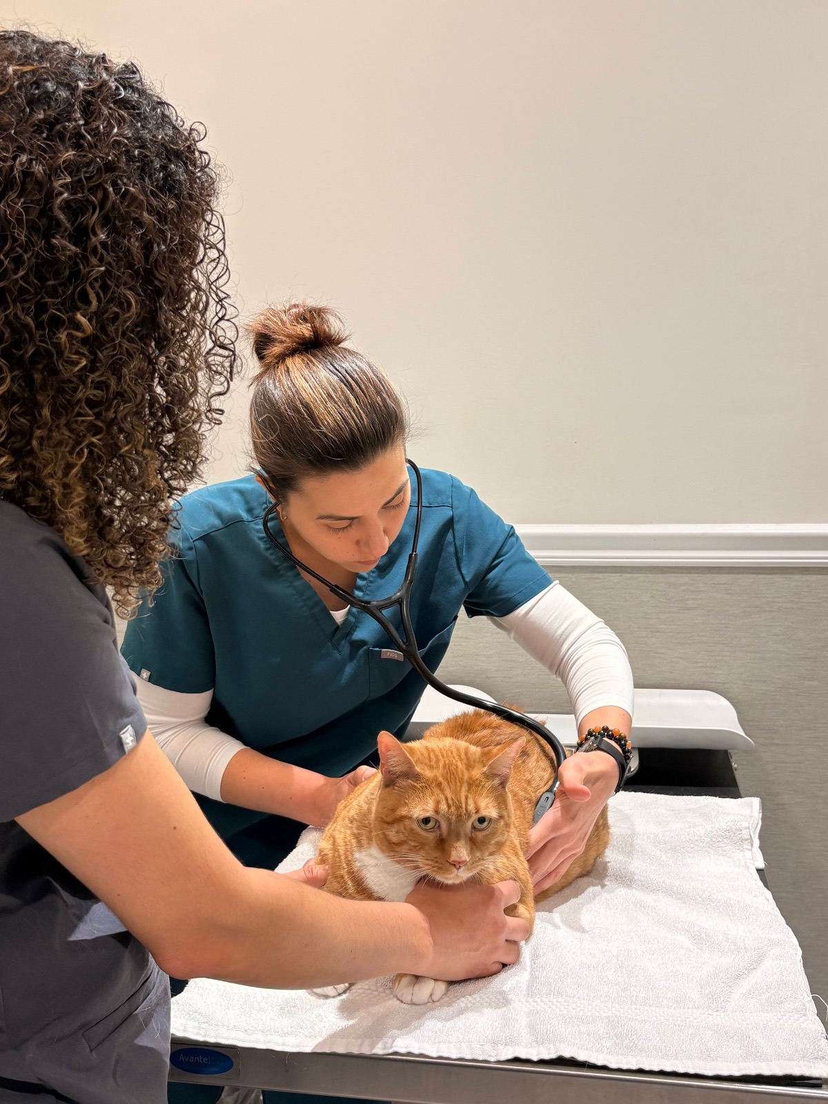 A vet tech in teal scrubs checking an orange cat with a stethoscope