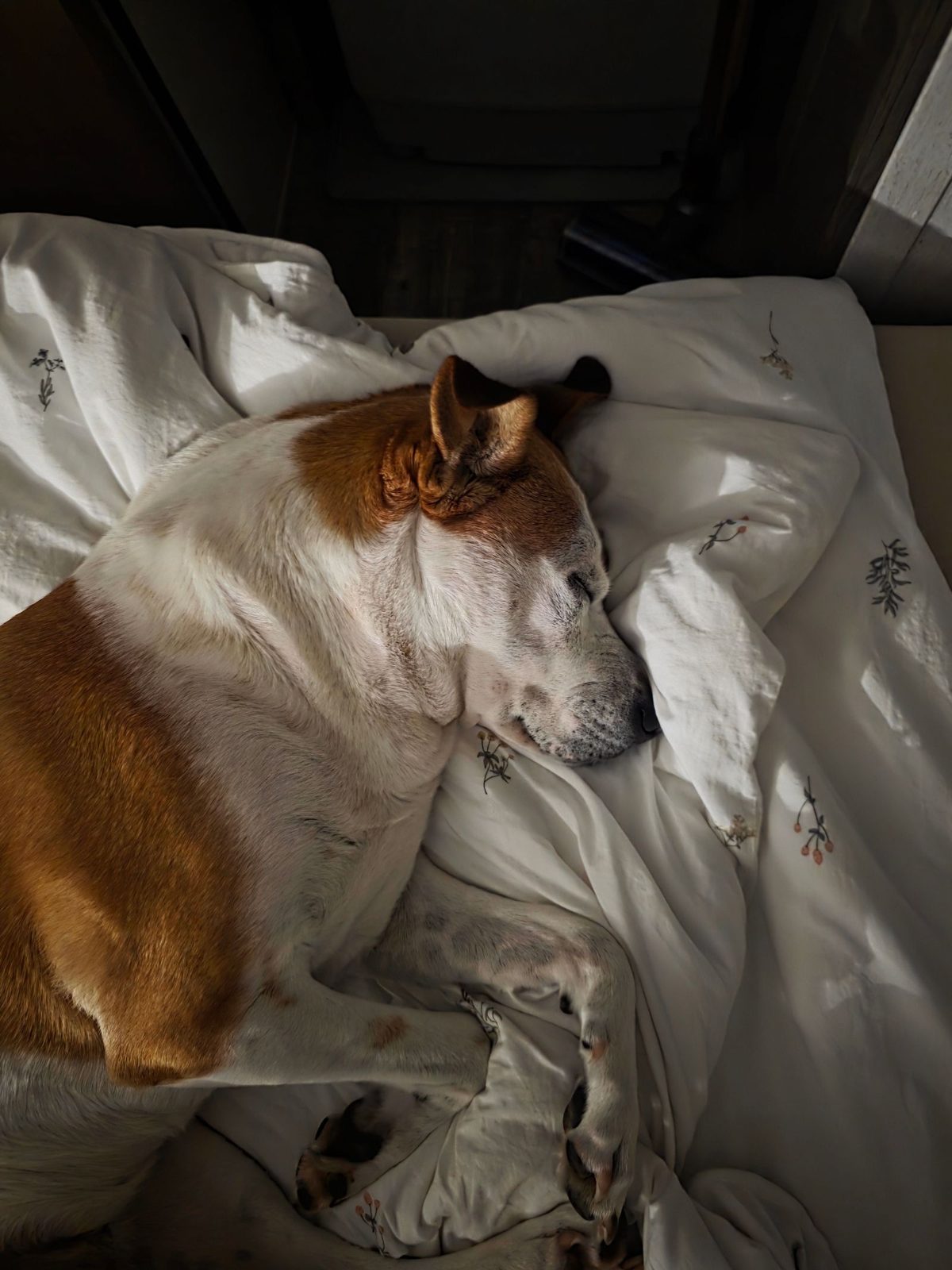 A senior dog asleep on a bed at home